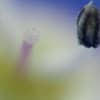 オオイヌノフグリ　その７
