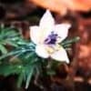 都立薬用植物園　2014年３月