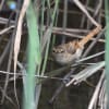 茶目っ気たっぷりのオオヨシキリの若鳥