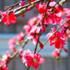 花散歩(2012-4-9)