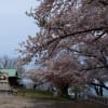 ’１４．５／８　小樽の桜
