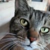 愛猫「おこげ」チャンネル