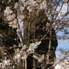 2020.4.12　ふるさとの春