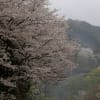 久留米の桜祭り