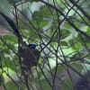 サンコウチョウ（福岡県宮若市）