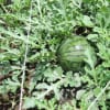 菜園と花の物語