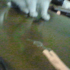 gif画像