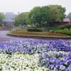 春の嵐・広島市植物公園　180424