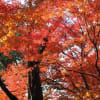 2年前の晩秋(2010年11月07日～2010年11月13日)