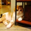 １０月のカレンダーつき壁紙