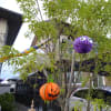 ピータ&アリス英会話教室ハロウィンパレード2013！