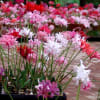 加茂荘花鳥園のダイヤモンドリリー