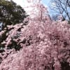 a cherry blossom ＠和歌山城