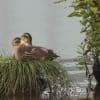 水辺の親子たち