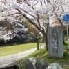 長等公園の桜　　上賀茂神社の枝垂れ桜