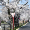 岡崎伊賀川堤の桜並木