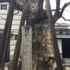 太宰府天満宮 天然記念物 ヒロハチシャの木