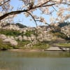 2011　鋸南町佐久間ダムの桜