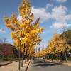大阪城公園の銀杏並木