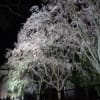 ライトアップの枝垂桜はひときは目立っています～