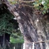 埼玉川口安行地区、九重神社の2対のスダジイの巨樹　19