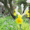 庭の花（5月-2）ウズラバタンポポ、フタリシズカ、三段咲きニリンソウに変異、他。