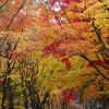 紅葉・函館見晴公園