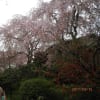 京都の隠れた名所原谷苑の枝垂れ桜と仁和寺の御室桜