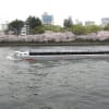 大阪大川の桜(25年4月4日)
