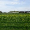 黄色の風景　明日香村にて