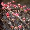 庭の「ハナミズキ」（２）　紅花種
