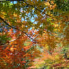 奇絶峡の紅葉