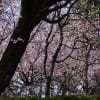 密蔵院　安行桜（その3）