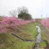 豊田市にも河津桜が美しく咲いていました。