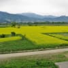 2008/05 飯山の菜の花