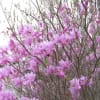 2012年4月29日　中山道徒歩の旅6（沓掛宿～岩村田宿）（その2）
