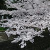 🌸桜自慢🌸