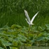 チュウサギ（福岡県鞍手町）