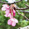サクラが咲いた！…安慶名中央公園