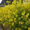 お花摘み（房総半島）-(2)