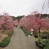 大草山昇竜しだれ梅園