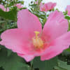 途中の花２