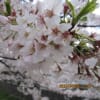 三春滝桜と偕楽園梅まつり