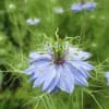 Love in a mist 