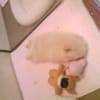 もふもふ　らいふ
