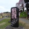 福島の桜、NO2
