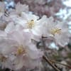 芝公園の桜／120410