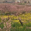 桃の花と桜一緒に満開
