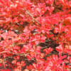 今年のドウダンの紅葉は凄い！！！