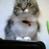 愛猫　ショウ